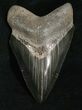 Inch Glossy Megalodon Tooth - Sharp #4972-1